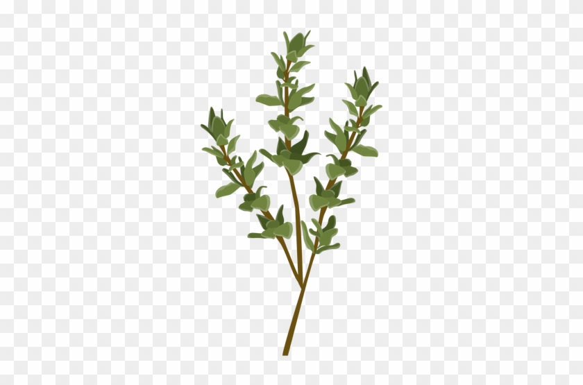 Herb Vector Graphics Portable Network Graphics Thyme - Thyme Png #1207855