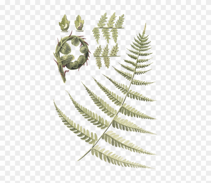 Ostrich Fern #1207858