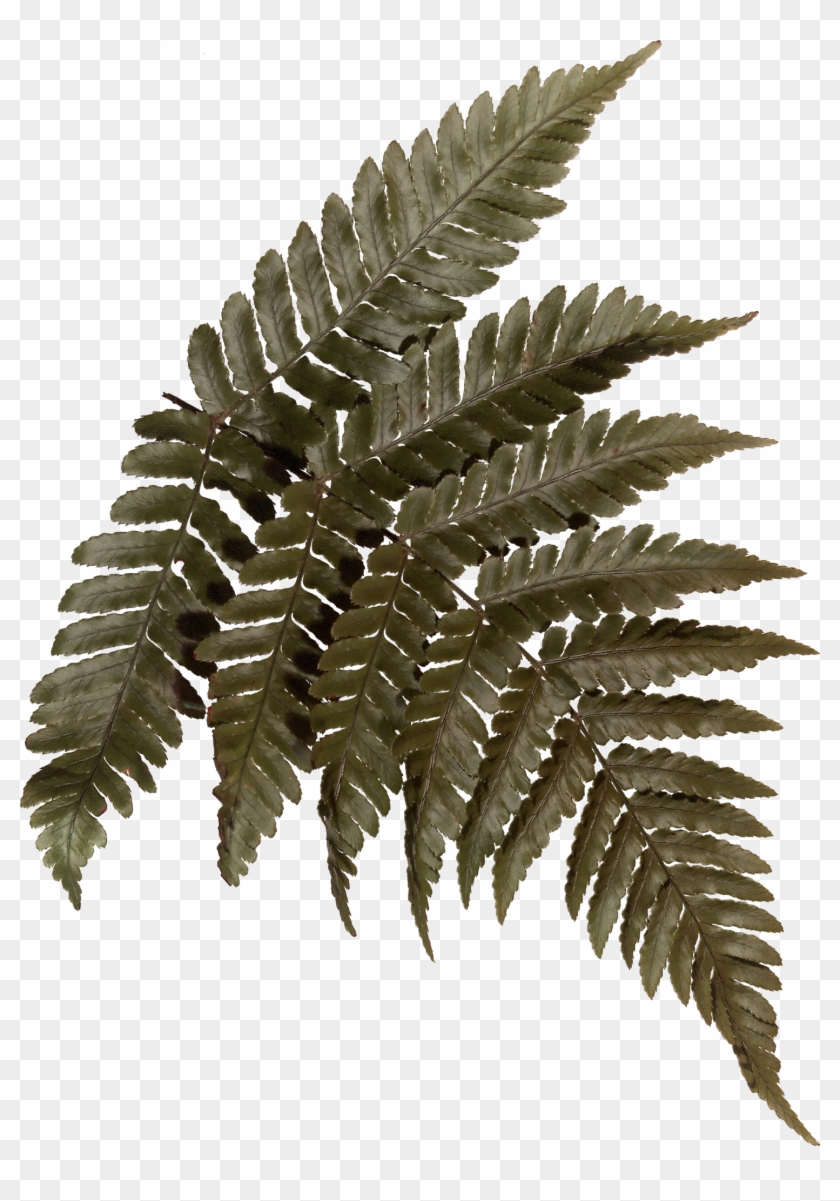 #blinkscan Does Nature - Ostrich Fern #1207862