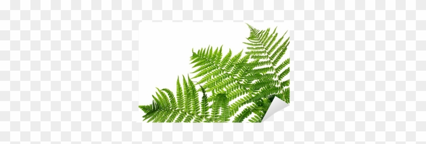 Three Green Leaves Of Fern Isolated On White Wall Mural - Fern Background #1207886