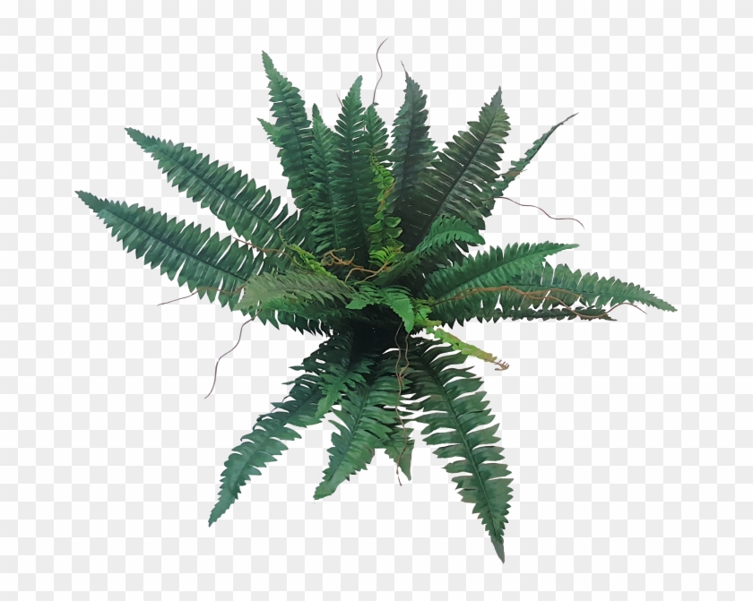 More View - Fern #1207894