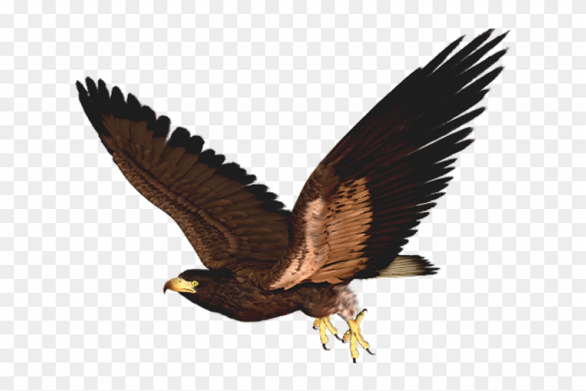 Hawk Clipart - Hawk Png #1207926