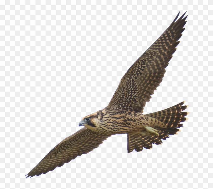 Free Clipart - 1001freedownloads - Com - Peregrine Falcon No Background #1207974