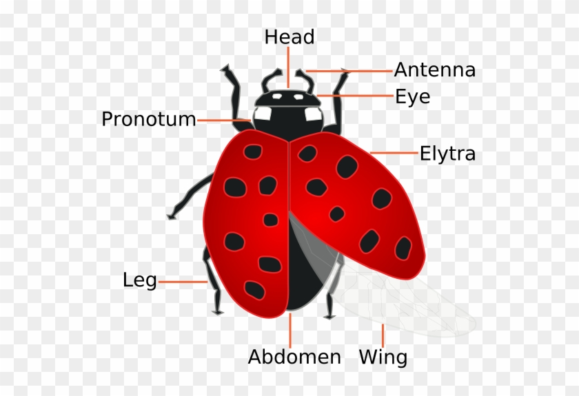 Drawn Ladybug Flying Insect - Facts About A Ladybug #1208720