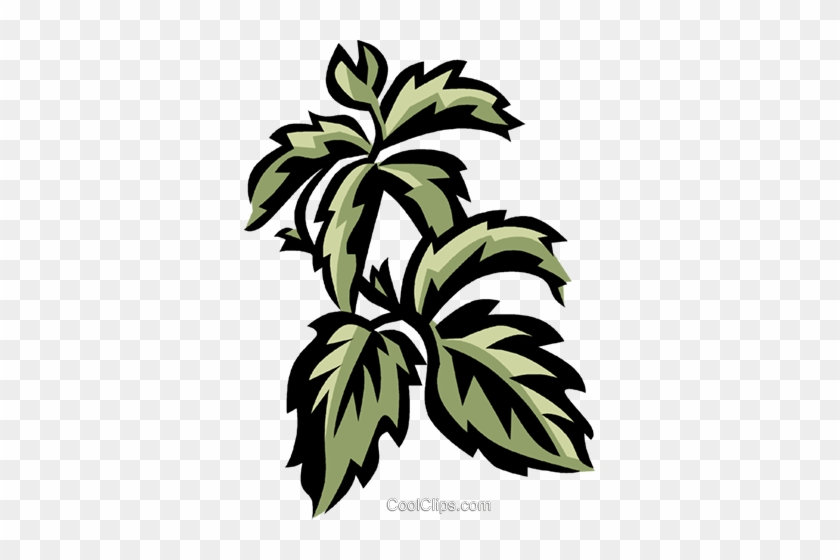 Virginia Creeper Royalty Free Vector Clip Art Illustration - Virginia Creeper #1209312