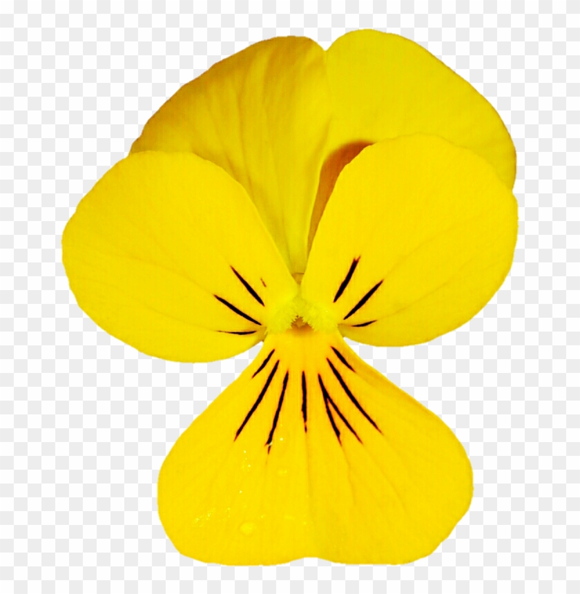 Dainty Yellow Viola By Jeanicebartzen27 - Pansy #1209832