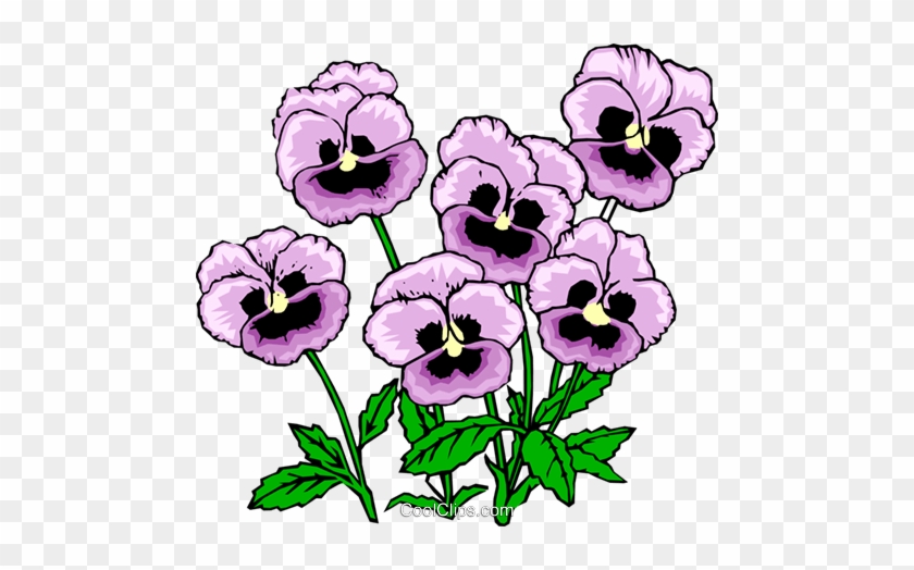 Pansies Royalty Free Vector Clip Art Illustration - Pansy Clip Art Free, cl...