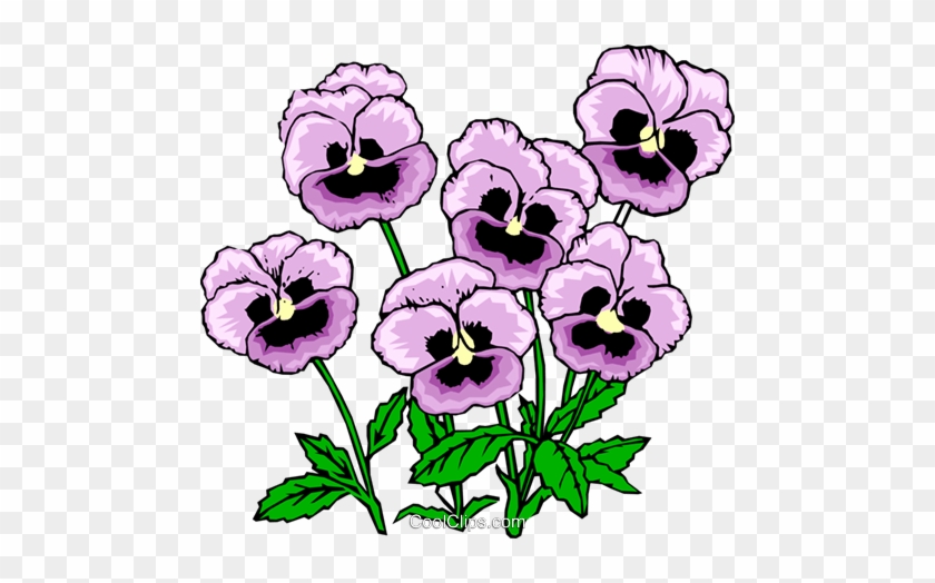 Pansies Royalty Free Vector Clip Art Illustration - Pansy Clip Art Free #1209833