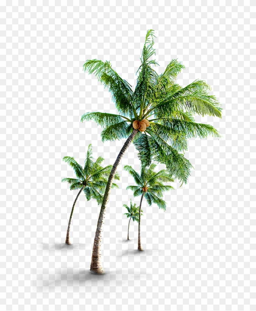 Coconut Tree Png - Palm Trees Bath Mat - 17" X 24" #1210280