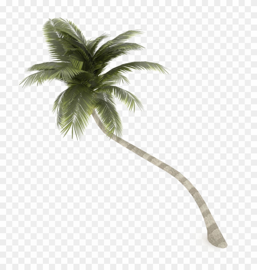 Coconut Tree Png Transparent Image - Palm Tree Transparent Background #1210282