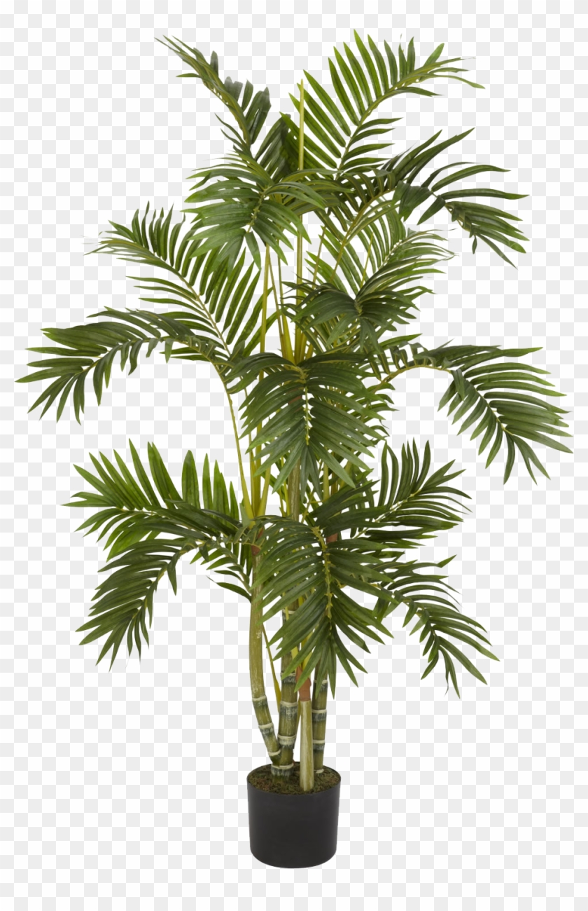 Plants Png 1 - Palm Tree In A Pot #1210332