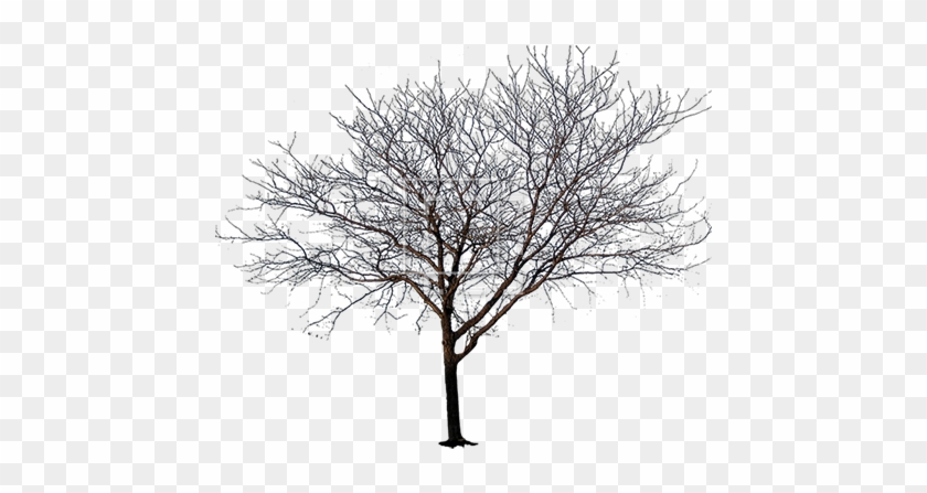 Parent Category - Tree Png Black And White #1210543