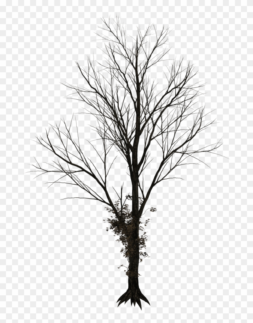 Dark Trees Png Stock - Leafless Tree Png #1210552