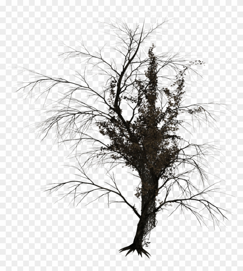 Dark Trees Png Stock 02 By Roy3d - Dark Trees Png #1210554