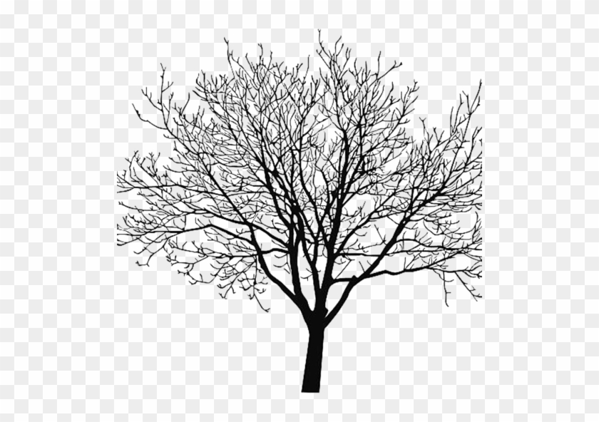 Http - //box5386 - Temp - Domains/~theblbf1/wp Tree - Walnut Tree Vector #1210564