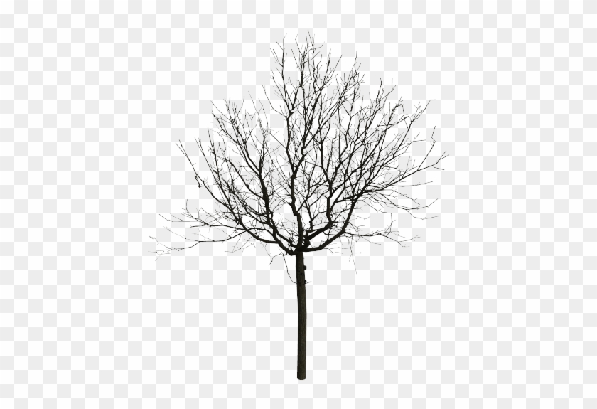 5 Photo - Black And White Tree Png #1210571