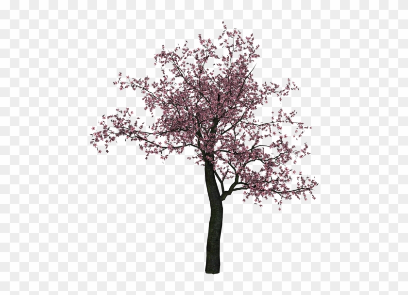 Almond Tree Branch Black And White Download - Cherry Blossom Tree Png #1210600