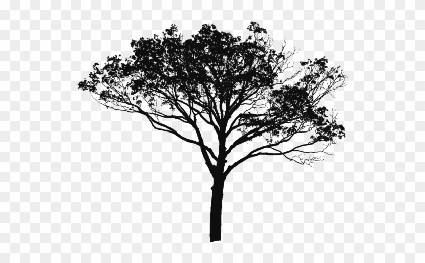 Tree Vector Black And White, Tree Vector Clipart, Tree - Manfred-symphonie By Kitajenko; Guerzenich Orchester #1210604