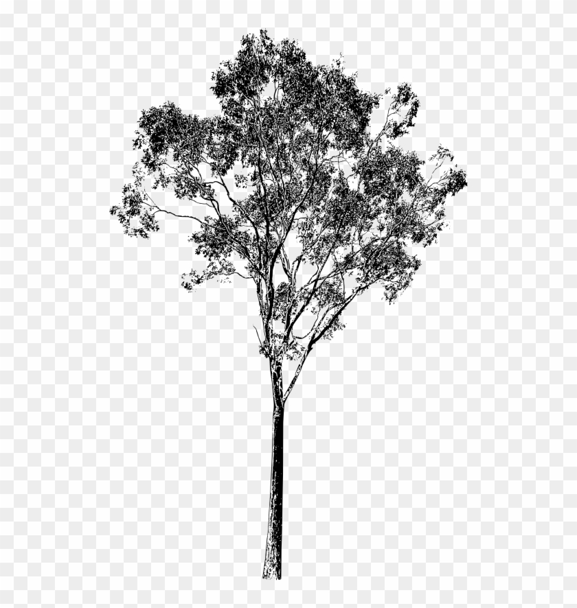Eucalyptus Silhouette - Gum Tree - Rooweb Clipart - Eucalyptus Tree Silhouette #1210642