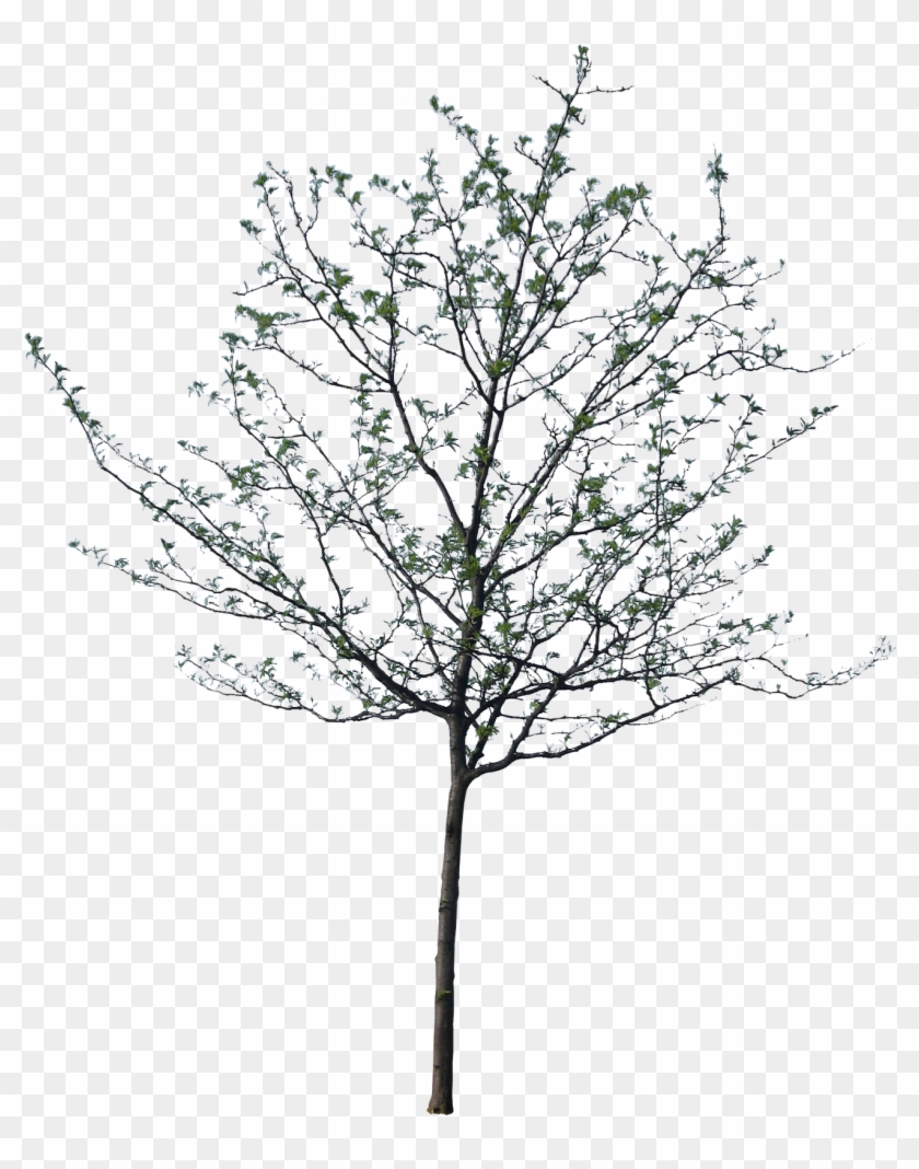 Cutout Tree - Tree Cut Out Png #1210680