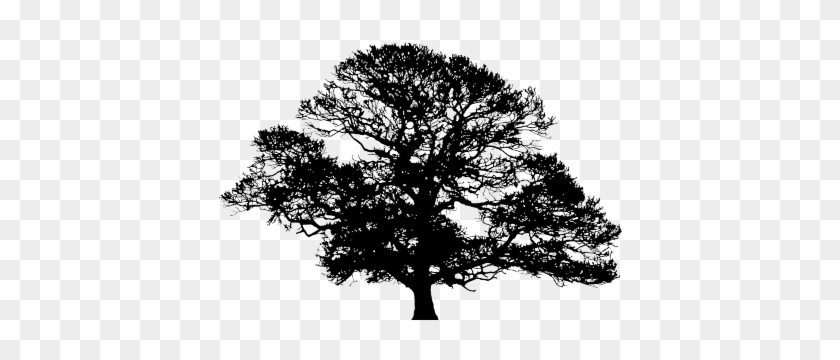 Live Oak Tree Silhouette #1210707