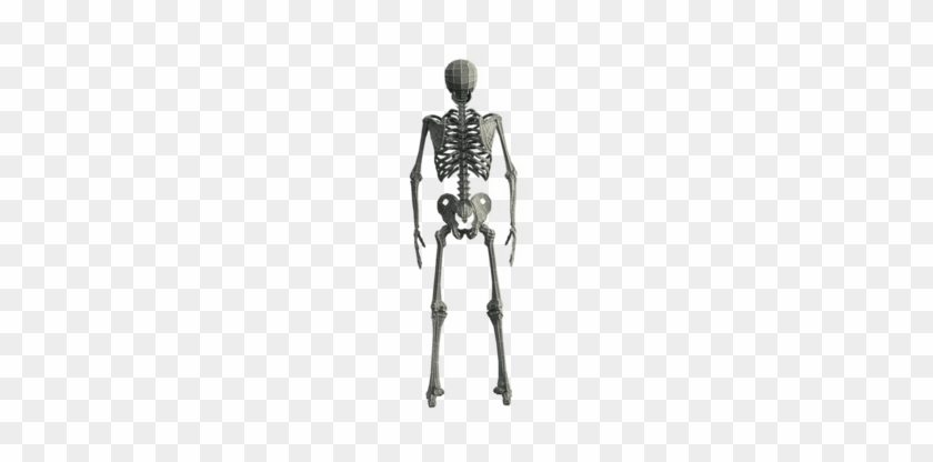 Base Mesh Skeleton - Skeleton Transparent 3d #1210716