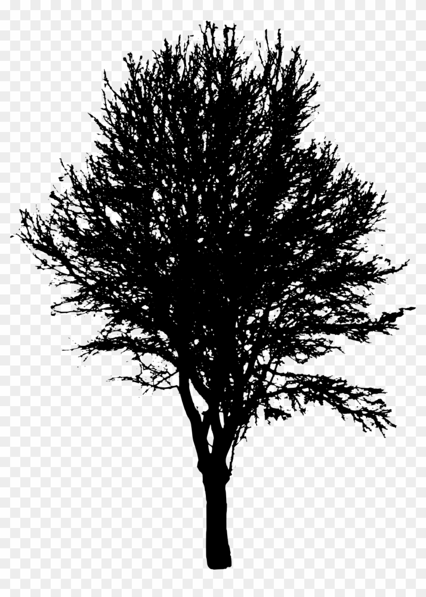 Tree Silhouette Png Picture - Maple Tree Silhouette Png #1210775