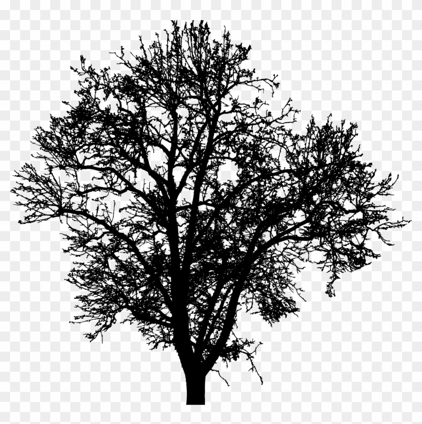 Tree Silhouette 4 - Arbol Silueta #1210778