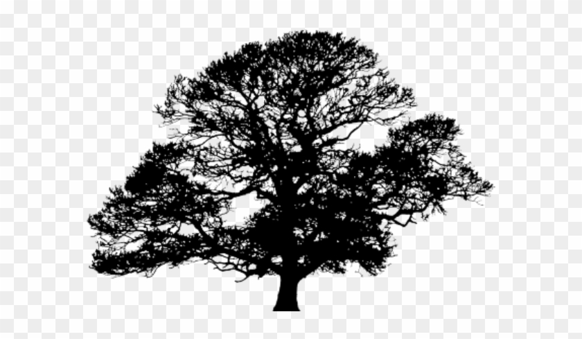 Image Result For Red Maple Tree Silhouette Tattoo - Reach For The Stars #1210786
