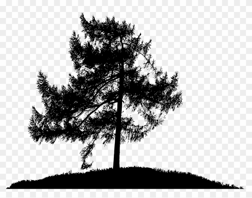 Tree Silhouette - Png Pine Trees Silhouettes #1210800