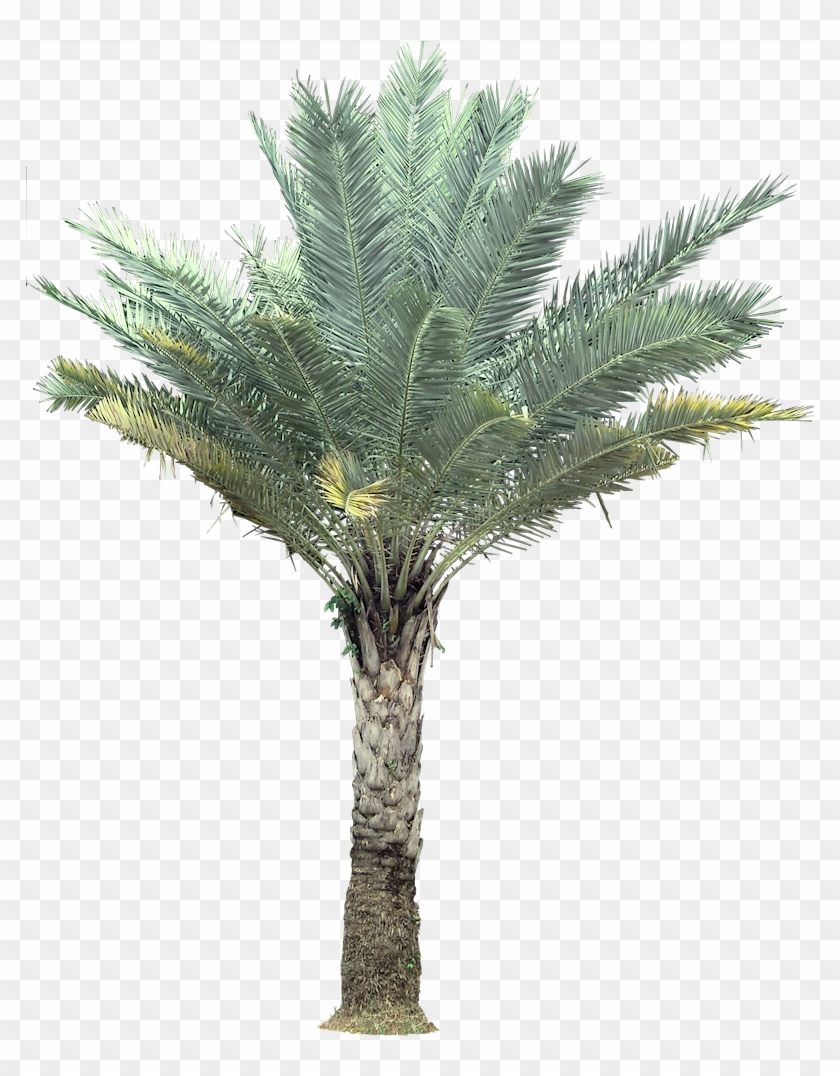 Palm India Date Palm Wild Date Palm Sylvester Date - Palm Trees #1210871