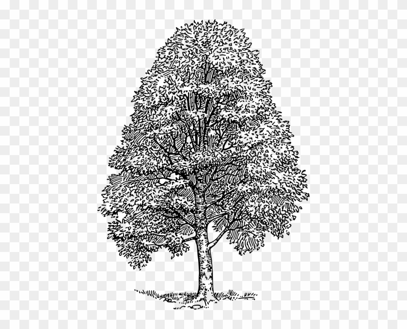 Cedar Tree Silhouette - Beech Tree Drawing #1210882