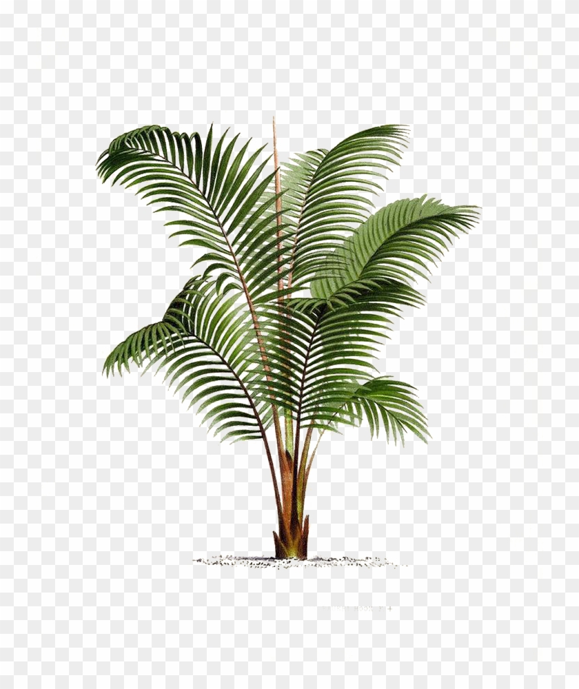 Arecaceae Printmaking Poster Botanical Illustration - Palm Tree Botanical #1210884