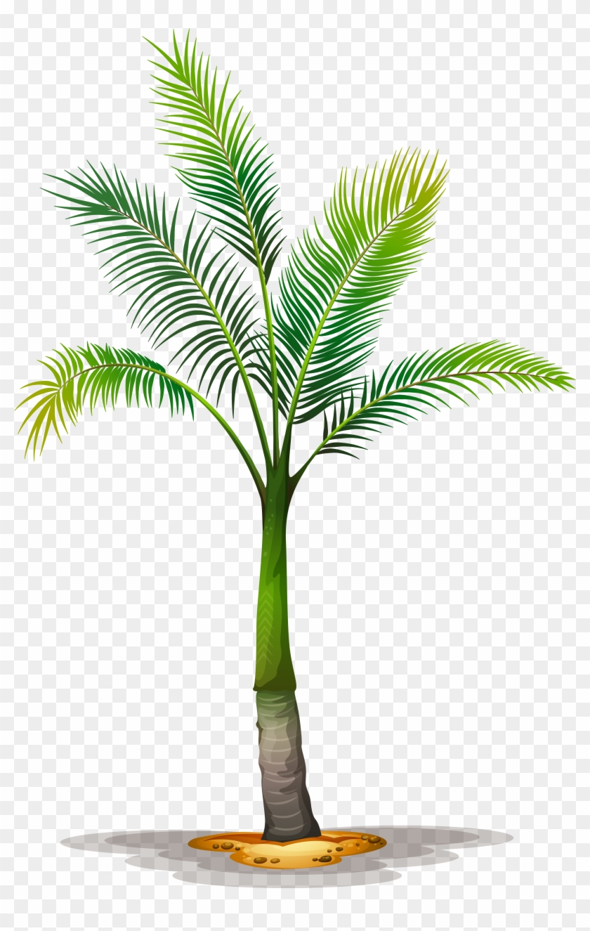 Date Palm Clipart Tropical Tree - Palm Png #1210905