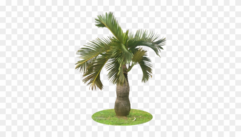 Psd - Bottle Palm #1210951