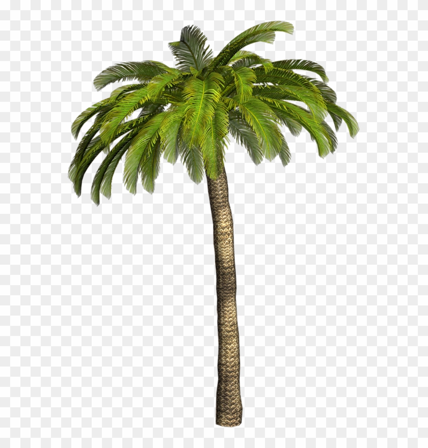 Palm Tree Png #1210962