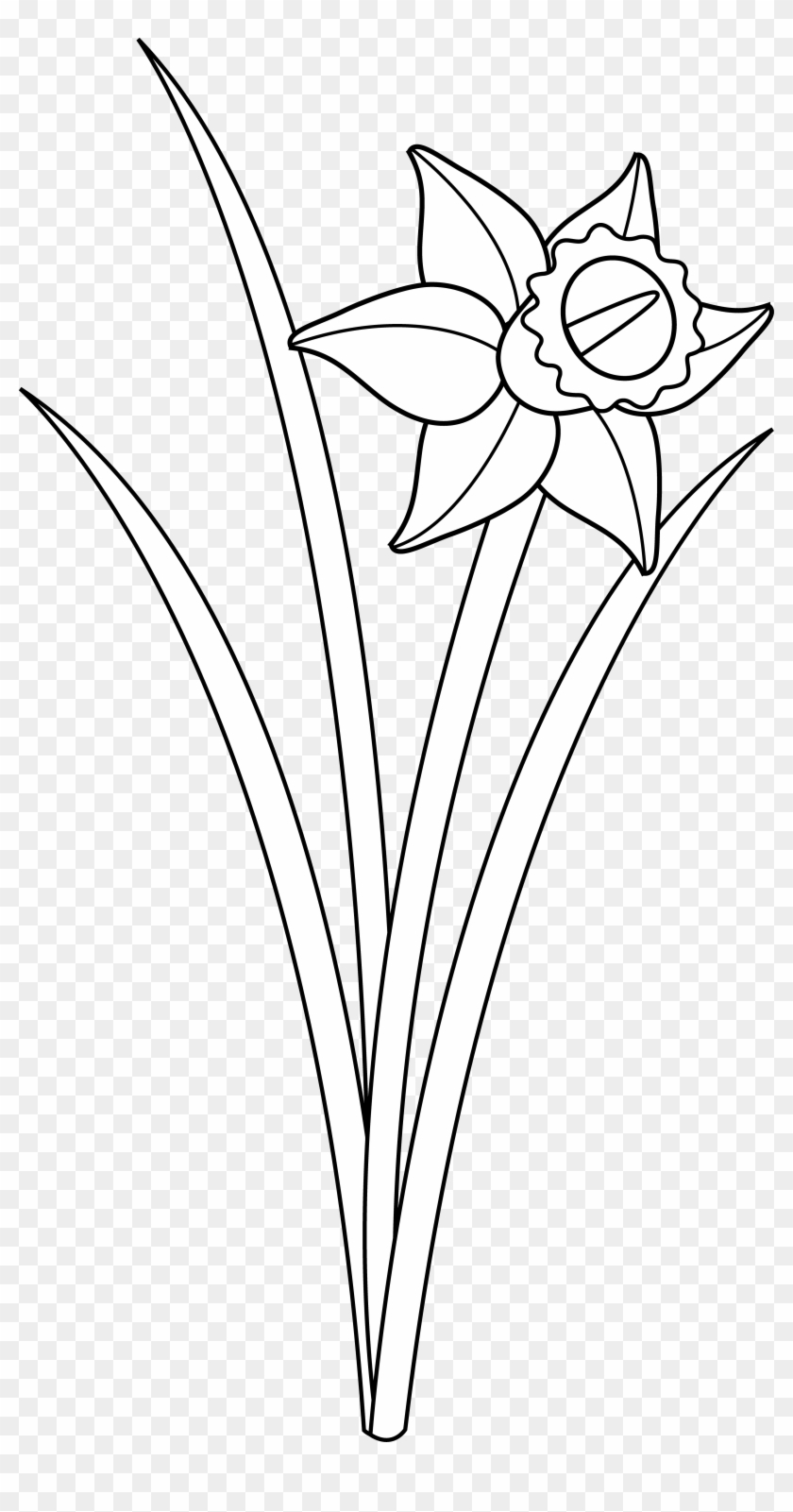 Daffodil Flower Clip Art - Outline Of A Daffodil #1211436