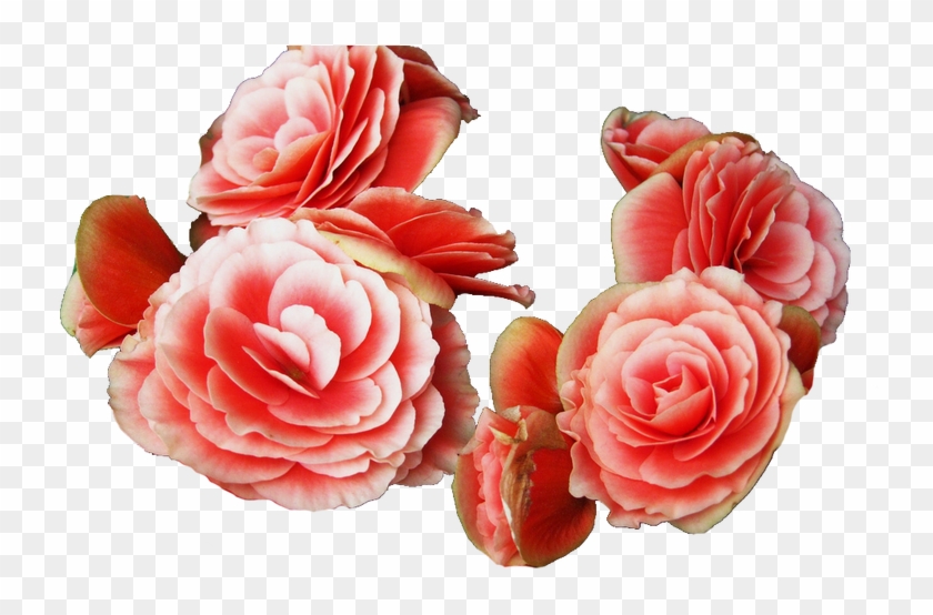 Pink Flower Crown Ttranspa Red Flower Crowns Gardening - Begonia #1211547