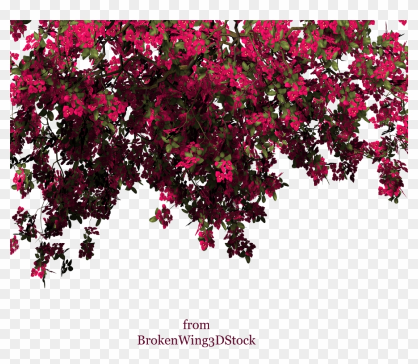 Stock Photo Of Flower, Tree, Ivy, Rambling Rose, Red - Bougainvillea Png #1211774