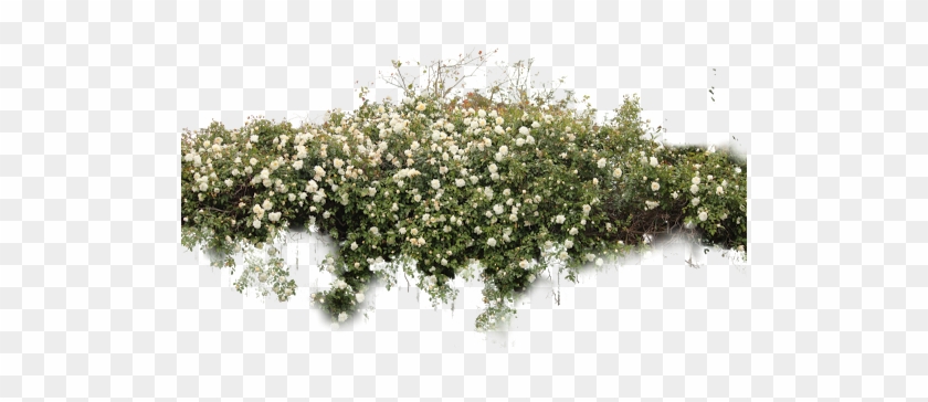 White Rose Bush Png #1211775