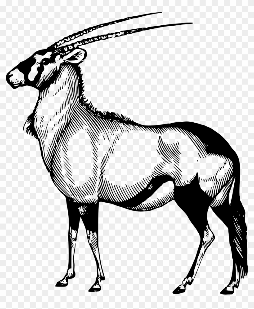 Clip Art Details - Oryx Drawing #1211942