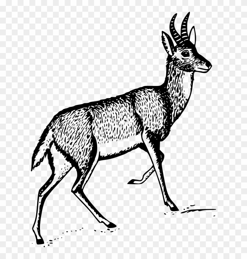 Antelope Free Gnu Free Bohor Reedbuck - Jelen Crtež #1211989