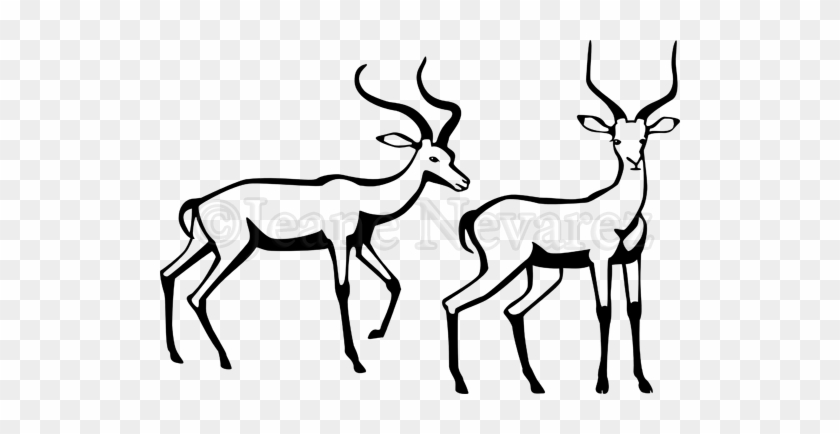 Two Male Impala Antelope In Black And White - Gazelle Vector #1212006