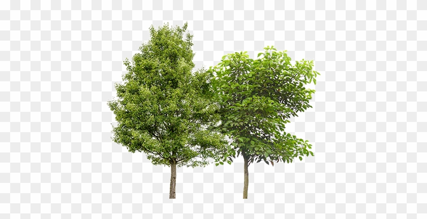 Two Trees - Tree #1212058