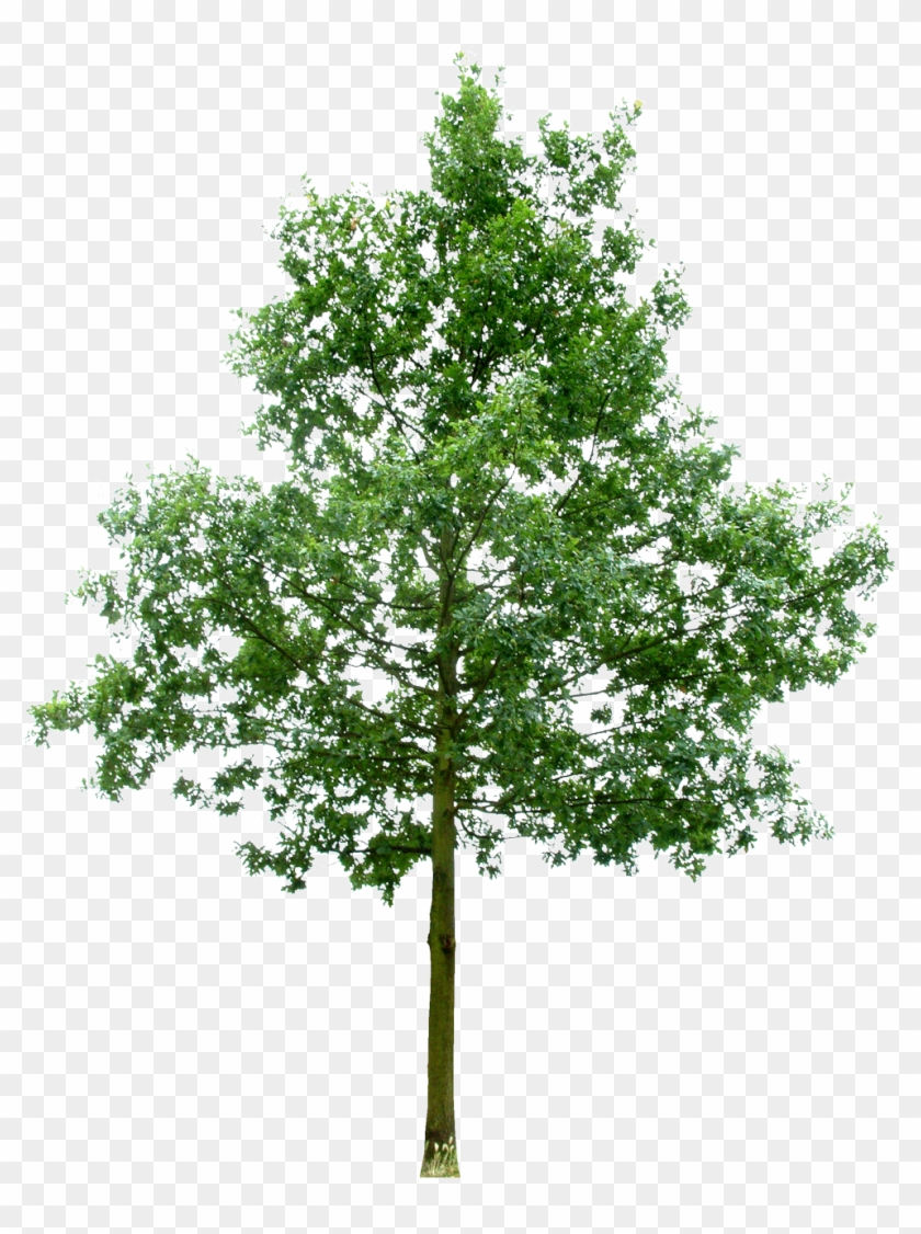 Southern Live Oak Fruit Tree Stock Photography Rendering - Casas Palafiticas #1212083