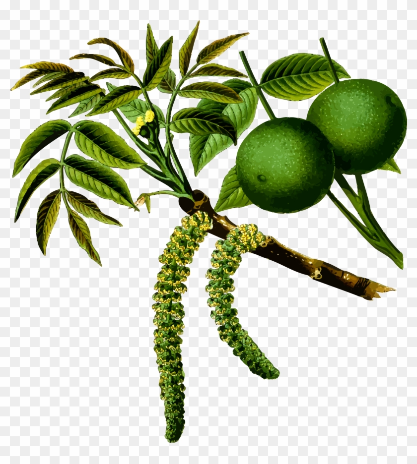 This Free Icons Png Design Of Walnut Tree 2 - Juglans Regia #1212100