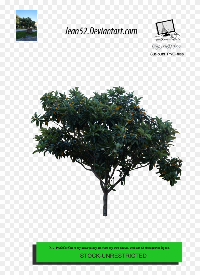 Fruit Tree Png By Jean52 - Fruit Tree Png #1212108