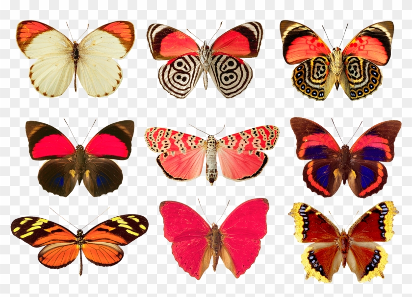 Butterflies Png By Absurdwordpreferred - Butterfly 5'x7'area Rug #1212241