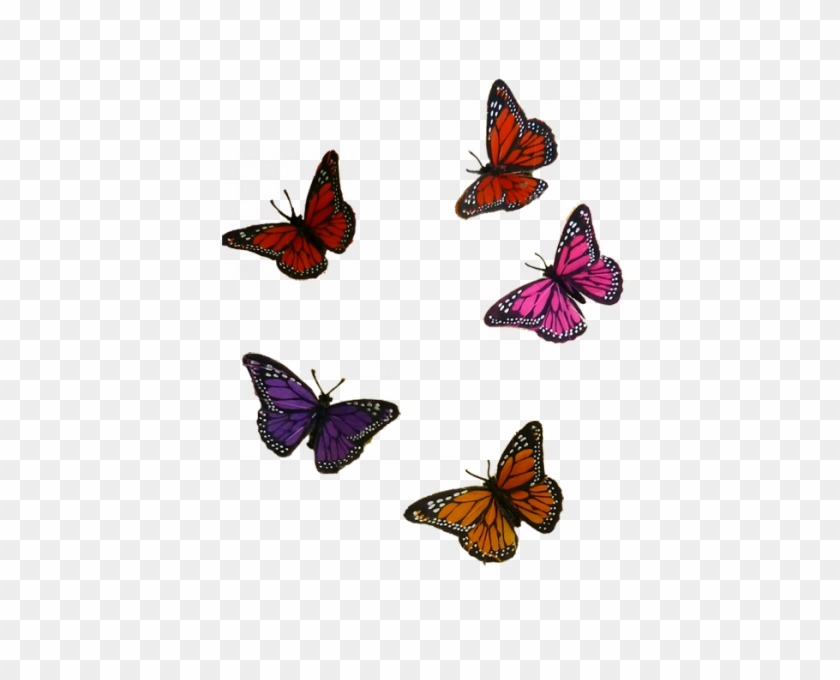 Butterflies - Large Copper #1212246