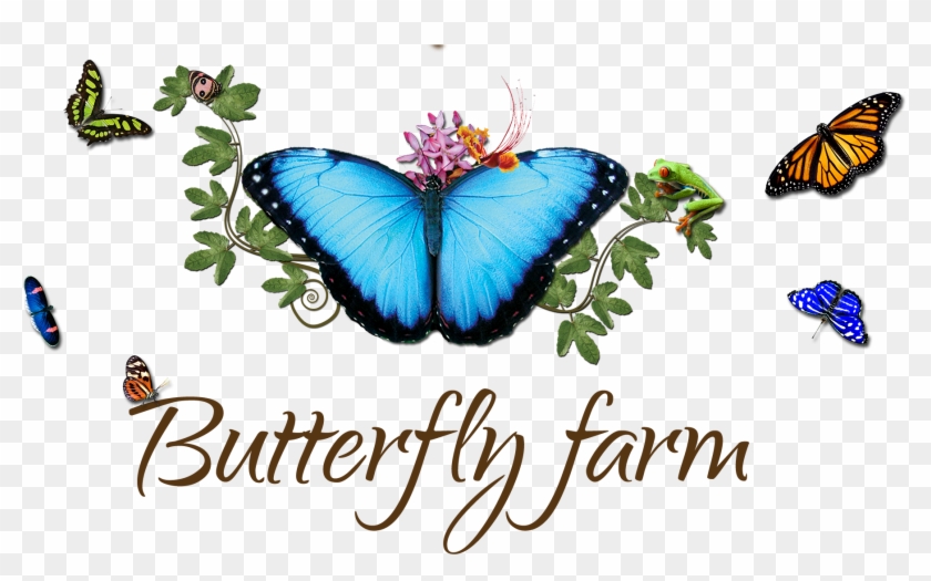 Come And Discover The Secrets Of Exotic Butterflies, - Family Reunion Themes #1212260